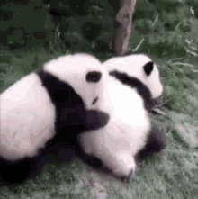 baby hug panda