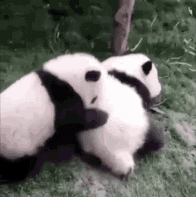 Panda Hugging Gifs Tenor