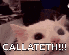 Scream Cat GIF - Scream Cat Loud GIFs