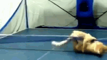 World Ping Pong Champ GIF - Champ Pingpong Cat GIFs