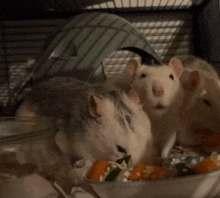 three mice are eating carrots from a bowl