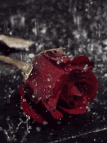 Rose Raining GIF - Rose Raining Rain GIFs