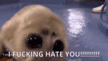 Baby Harp Seal Hate GIF - Baby Harp Seal Hate Angry GIFs