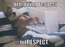 Brb, Giffing Respect GIF - Brb Dog Gif Respect GIFs