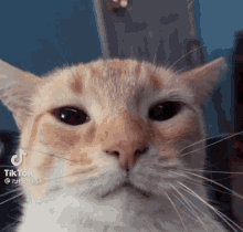 Cats What GIF - Cats What Ylliene GIFs