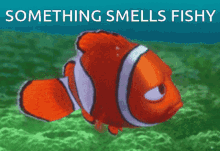 something-smells-fishy-fishy-smell.gif