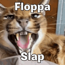 Floppa GIF - Floppa GIFs