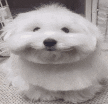 Silly Dog Exploding So Silly GIF - Silly Dog Exploding So Silly GIFs