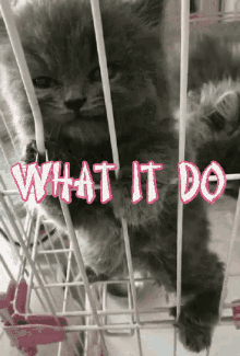 What It Do Kitten GIF