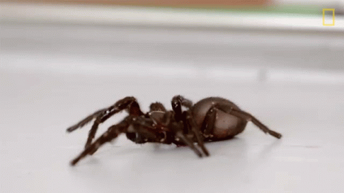 Spider Crawling National Geographic GIF - Spider Crawling National Geographic A Spider With Mites GIFs