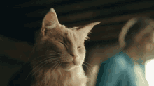 Cat Rokagroove GIF - Cat Rokagroove Nodding GIFs