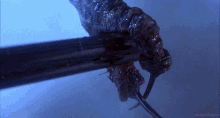 The Fly GIF - The Fly Shotgun GIFs
