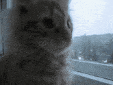 a cat looking out of a window with a blurry background