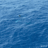 Whale Breach Our Living World GIF