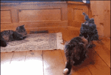 14 GIF - Cats Scared Jump GIFs