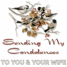 Sending My Condolences Condolence GIF - Sending My Condolences Condolence Bird GIFs