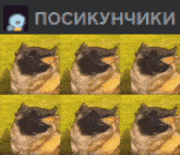 a picture of a dog with a butterfly in its mouth and the words " posikynchiki " above it