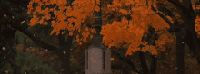 leaves are falling from a tree in a park in autumn