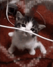 Kitty Cat GIF - Kitty Cat Crunch GIFs