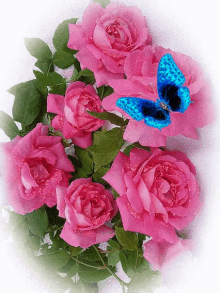 pink roses blue butterfly