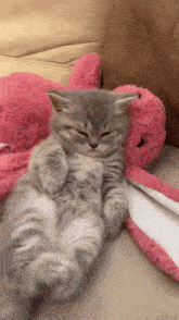 Sleepy Cat Cute Kitty GIF