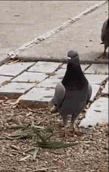 Almerion Pigeon Dance GIF