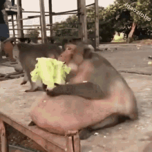 Macaco Comendo GIF - Macaco Comendo GIFs