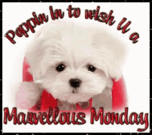 Monday Happy Monday GIF - Monday Happy Monday Cute GIFs