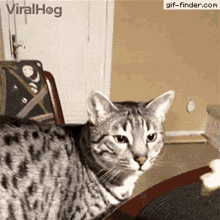 Cat Disgusting GIF - Cat Disgusting GIFs