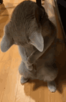 Drip Cat GIF - Drip Cat GIFs