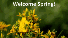 spring welcome