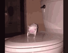 Toilet Piggy GIF - Toilet Piggy GIFs