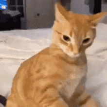 Orange Cat GIFs | Tenor