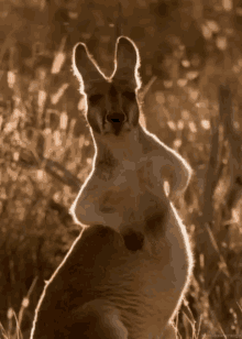 When U Know Someone'S Lying GIF - Kangaroo Scratch Itchy GIFs