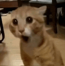 a cat is standing on a wooden floor with its mouth open .