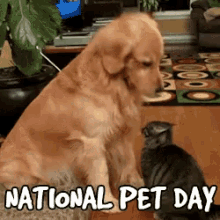 National Pet Day Cat GIF - National Pet Day Cat Dog GIFs
