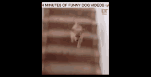 perro 4minute dog videos dog videos videos