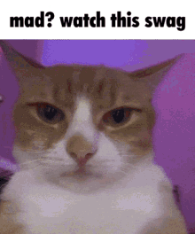 Swag Cat Mad Watch This Swag GIF