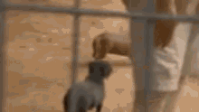 a blurry picture of a person standing next to a fence with a dog behind it .