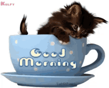 Good Morning Have A Nice Day GIF - Good Morning Have A Nice Day Cat GIFs