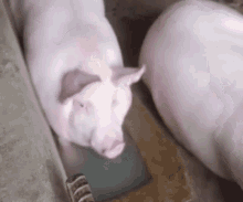 Pig Water GIF - Pig Water Bath GIFs