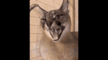 Floppa Angry Cat GIF - Floppa Angry Cat Floppin GIFs