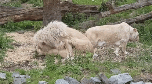 Lions Mating GIF - Lions Mating Wild Animal - Discover & Share GIFs