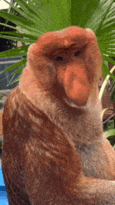 a close up of a monkey with a big nose