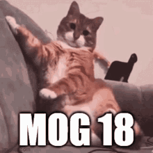 mog18 mog moggy