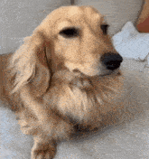 a close up of a dachshund laying on a couch .
