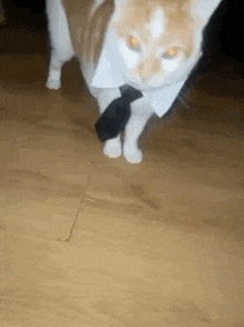 a cat wearing a white shirt and tie is walking on the floor .