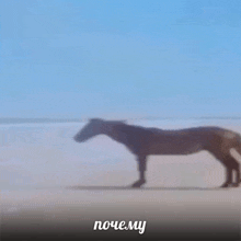 почему лошадь GIF