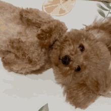 阿比 Poodle GIF - 阿比 Poodle Dog GIFs