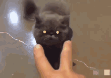 Cat Scary GIF